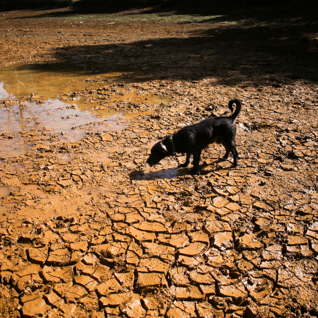 Perro en una laguna seca de Colombia