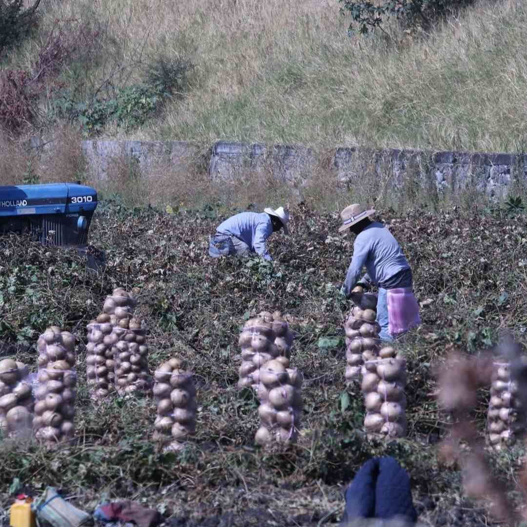 Trabajadores del campo