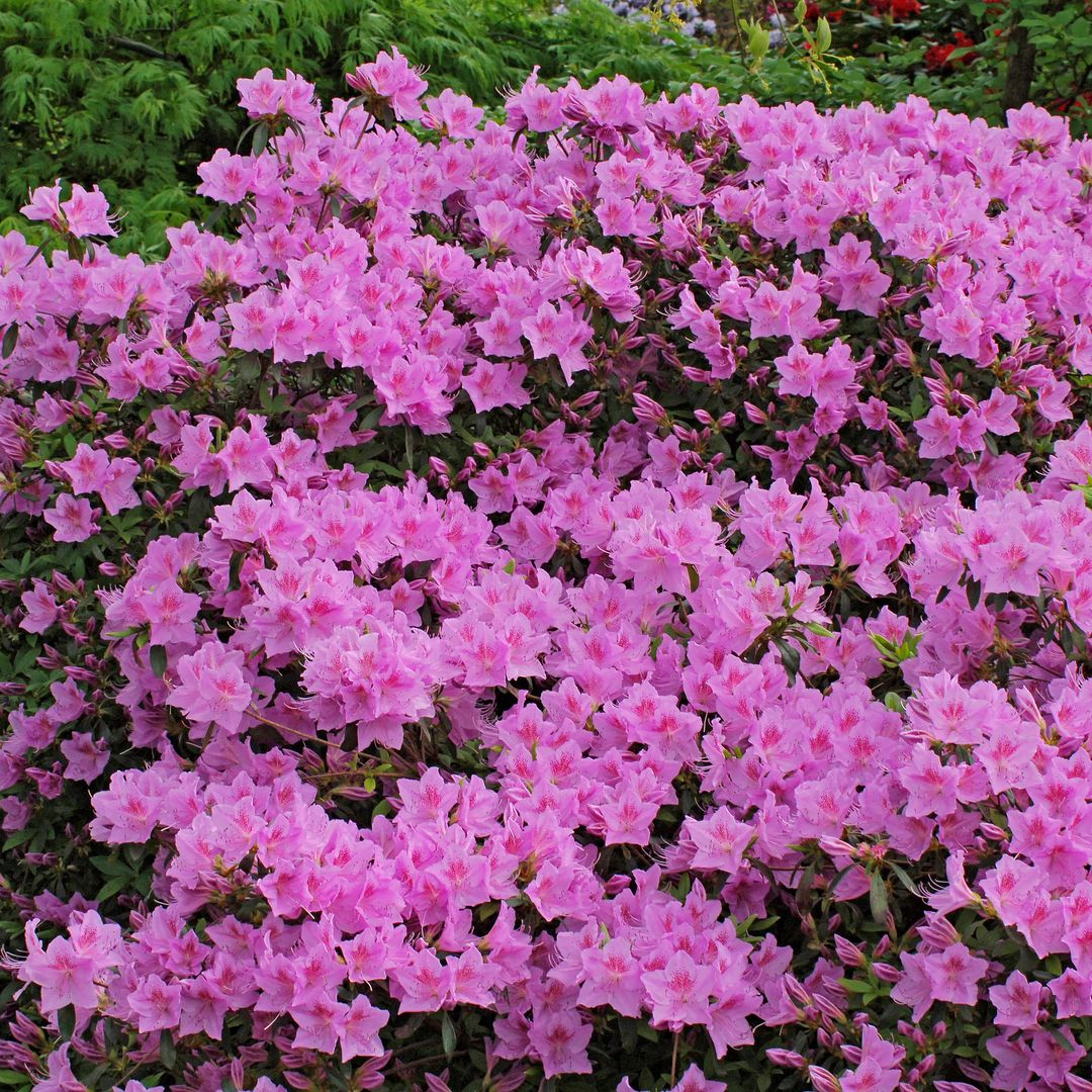 Azalea