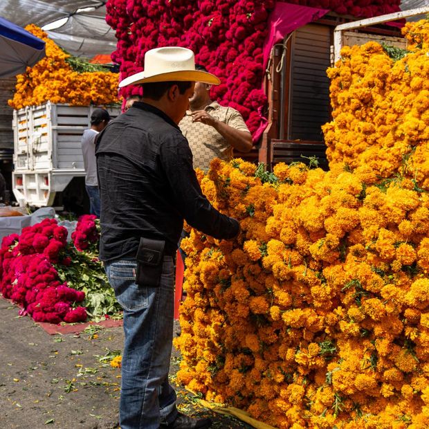 Venta de flor de Cempasúchil