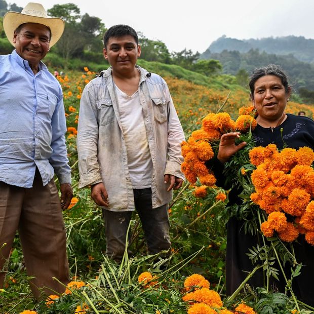 Campo de cempasúchil en Xaltepec, Huauchinango.