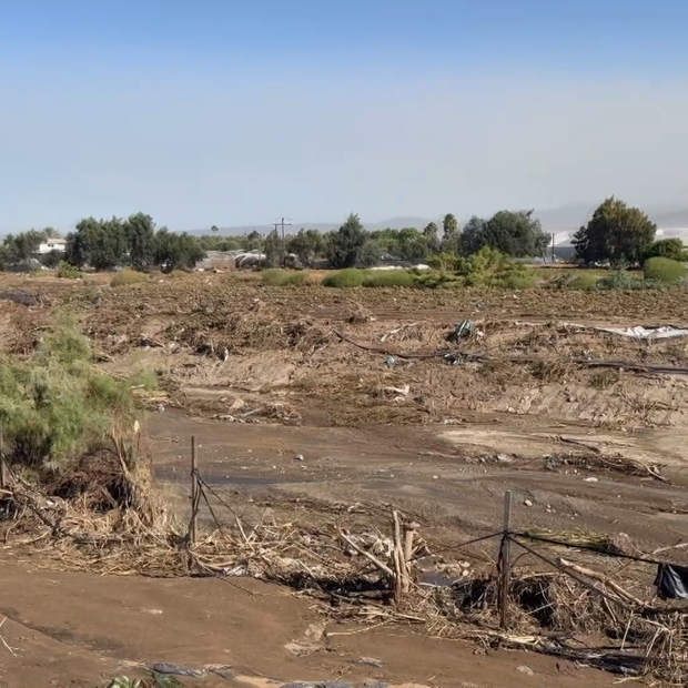 Pérdidas Agrícolas Superan los 50 Millones de Dólares Tras Rachel en Ensenada, BC