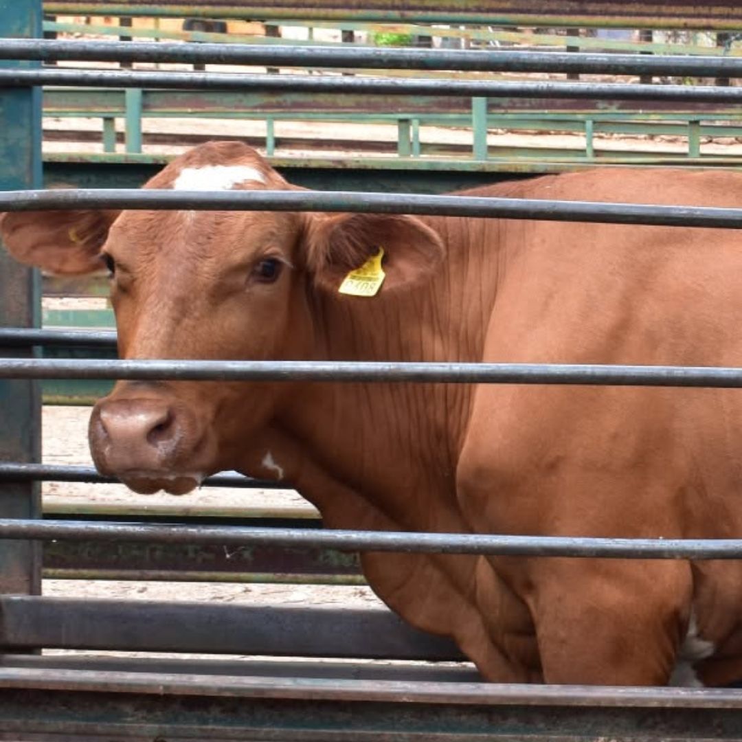 Senasica exhortó a inspeccionar a sus animales