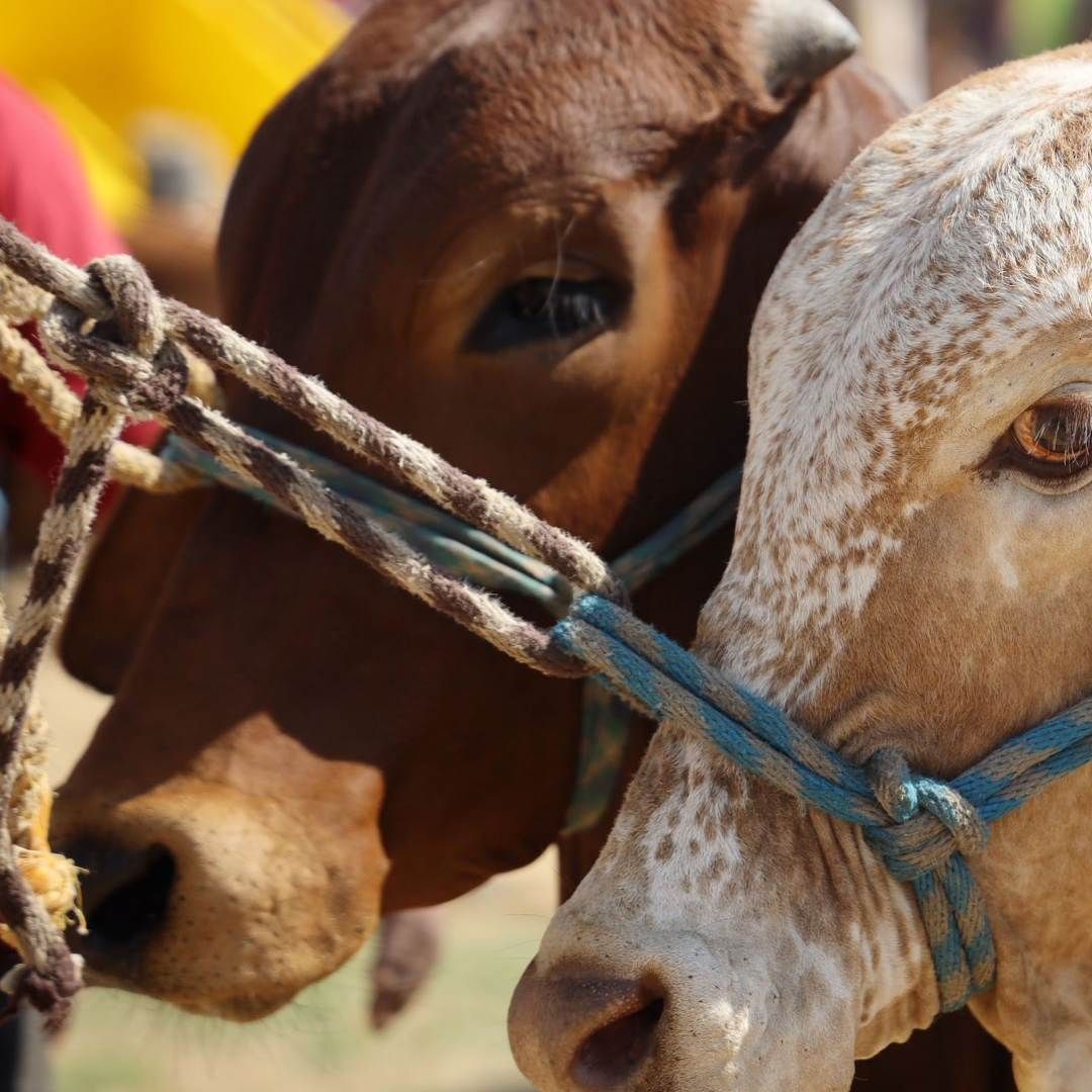Criadores y vendedores de ganado cuidan de sus animales ante la presencia de gusano barrenador. Foto: Cuartoscuro