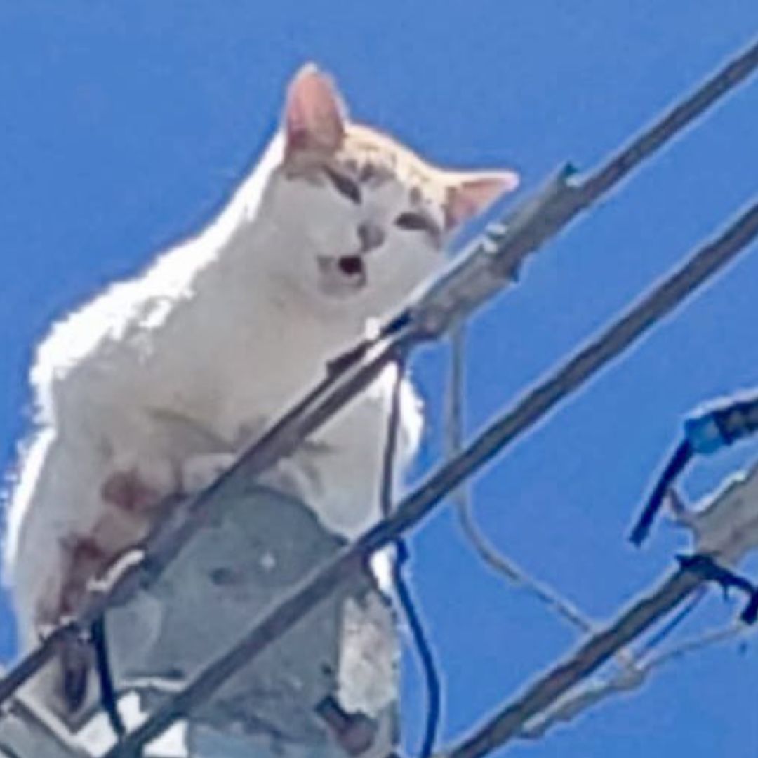 Gato Atrapado Poste Nueve Metros Altura San Luis Tehuiloyocan San Andrés Cholula Puebla