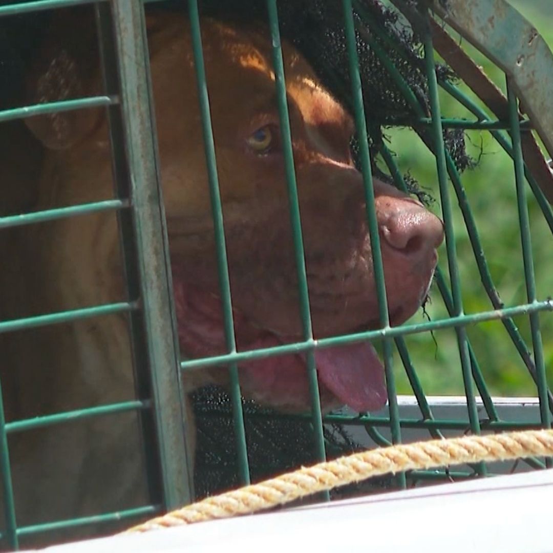 Perro pitbull