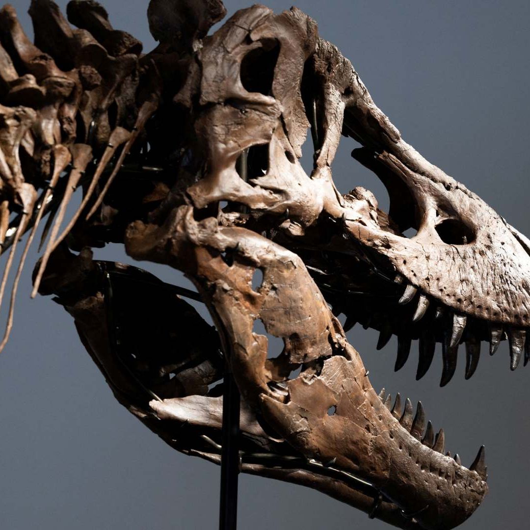Gus, el esqueleto de T-Rex en la casa de subastas Sotheby's en la ciudad de Nueva York el 1 de julio de 2026. Foto: Reuters