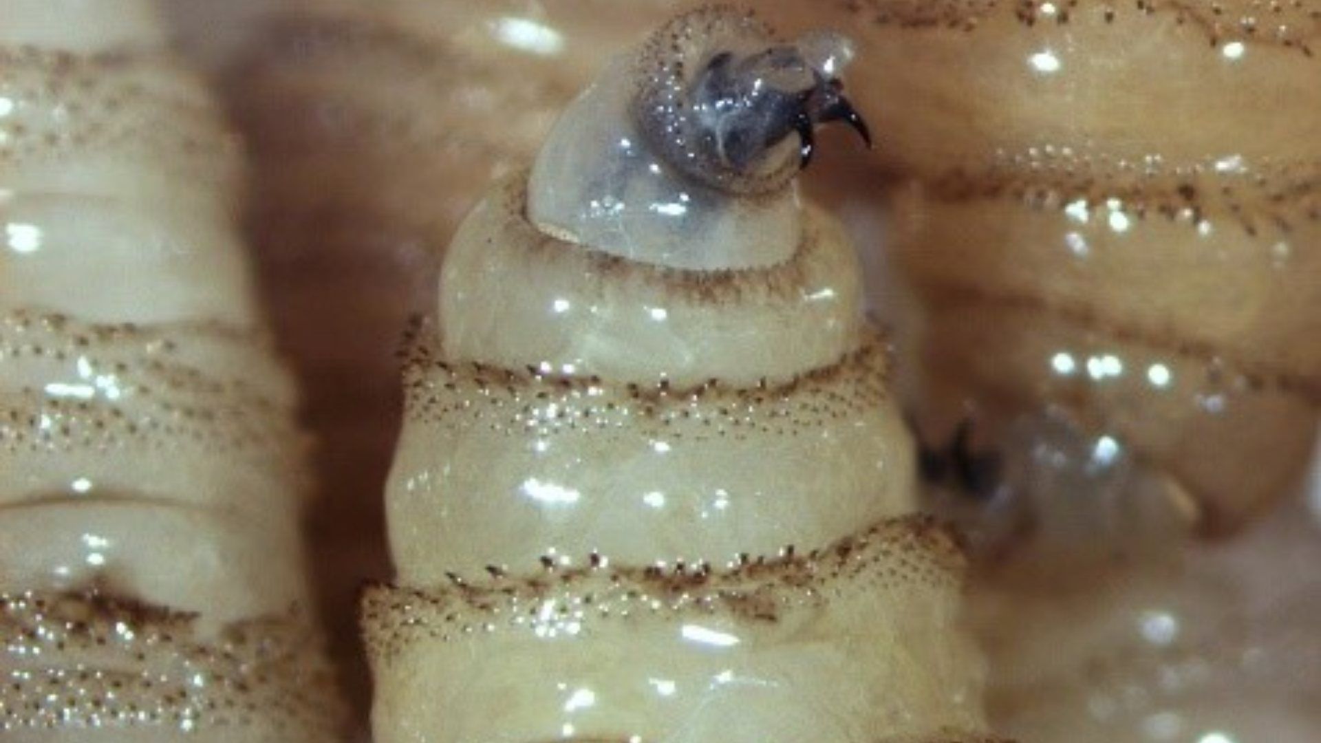 Gusano barrenador, larva de mosca Cochliomyia hominivorax