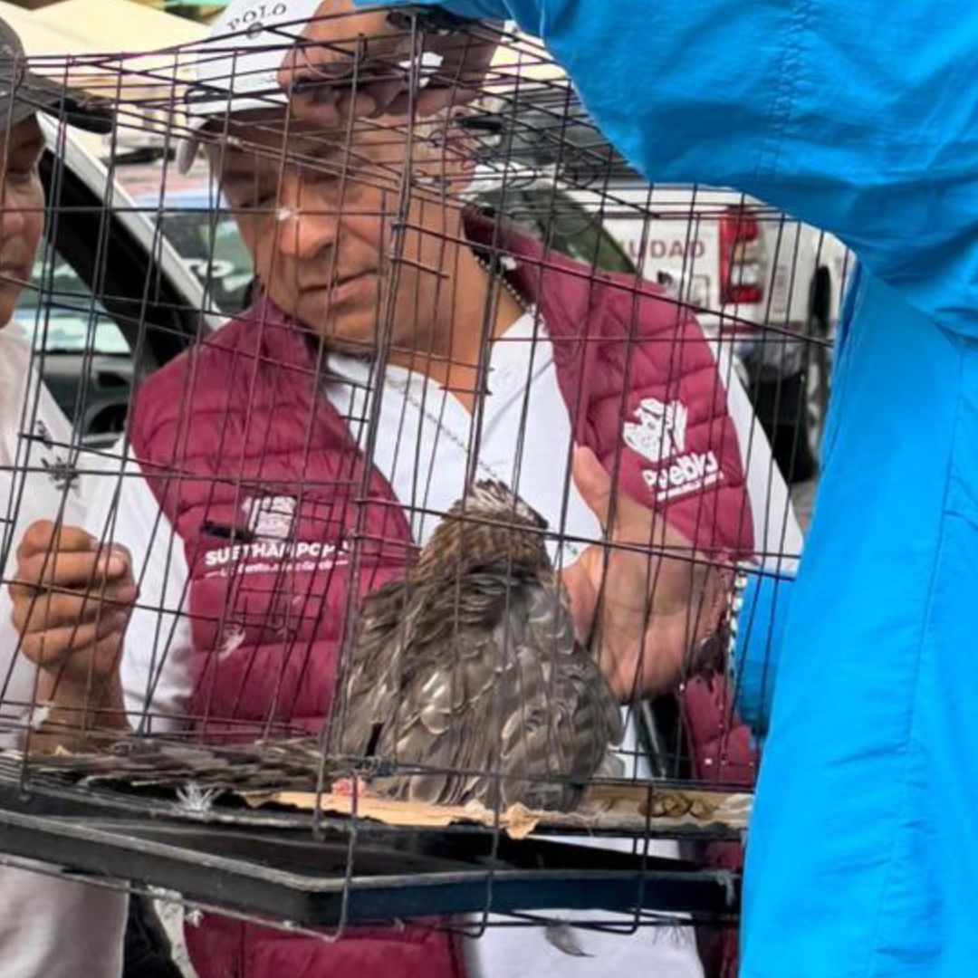 Halcón Rescatado en Jardinera Plancha de Zócalo Centro Histórico Puebla