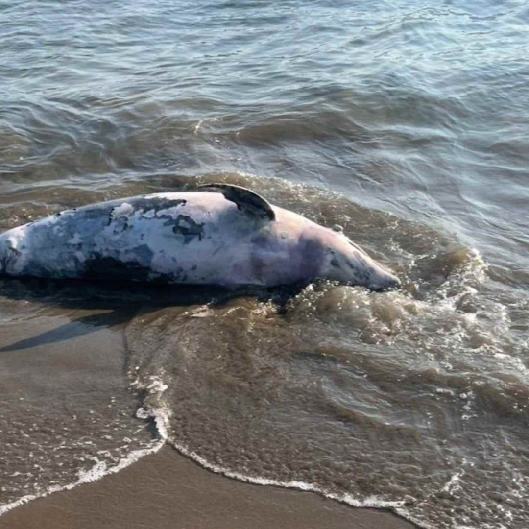 Hallan Delfín sin Vida en Playa de Coatzacoalcos; Autoridades Investigan las Causas de su Muerte