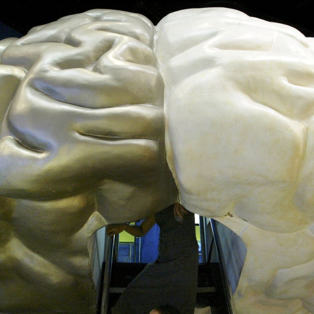 Cerebro Humano exhibición. Hemisferios del cerebro humano