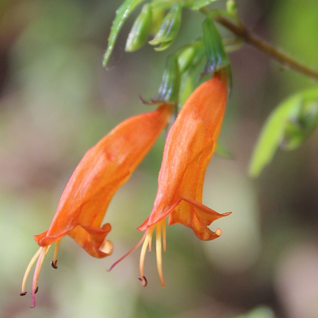 'Clinopodium macrostemum', conocida como hierba del borracho. Foto: EncicloVida Conabio