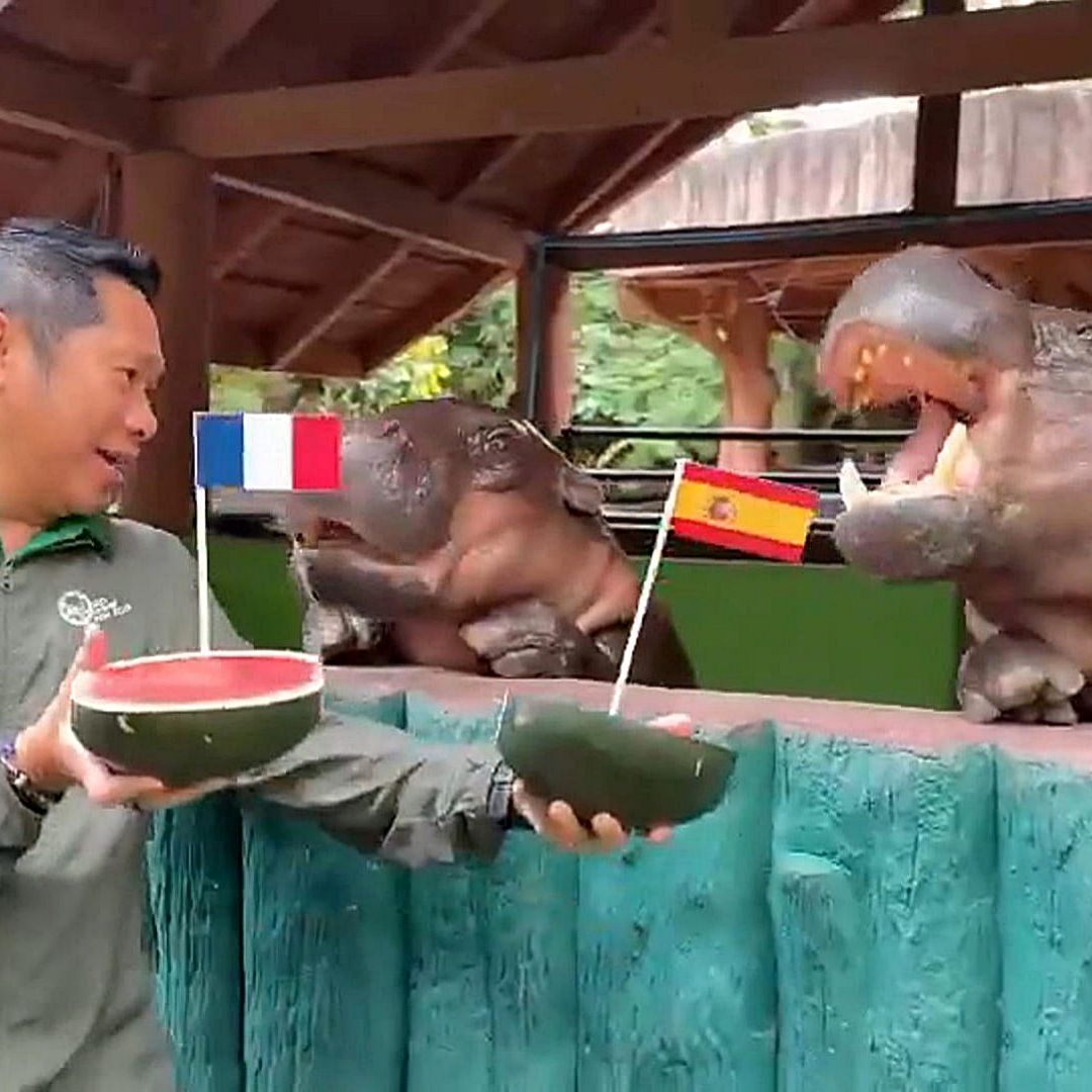 El hipopótamo pigmeo tailandés Moo Deng predice quién se enfrentará en la final del Mundial 2026. Foto: EFE | Zoo Khao Kheow