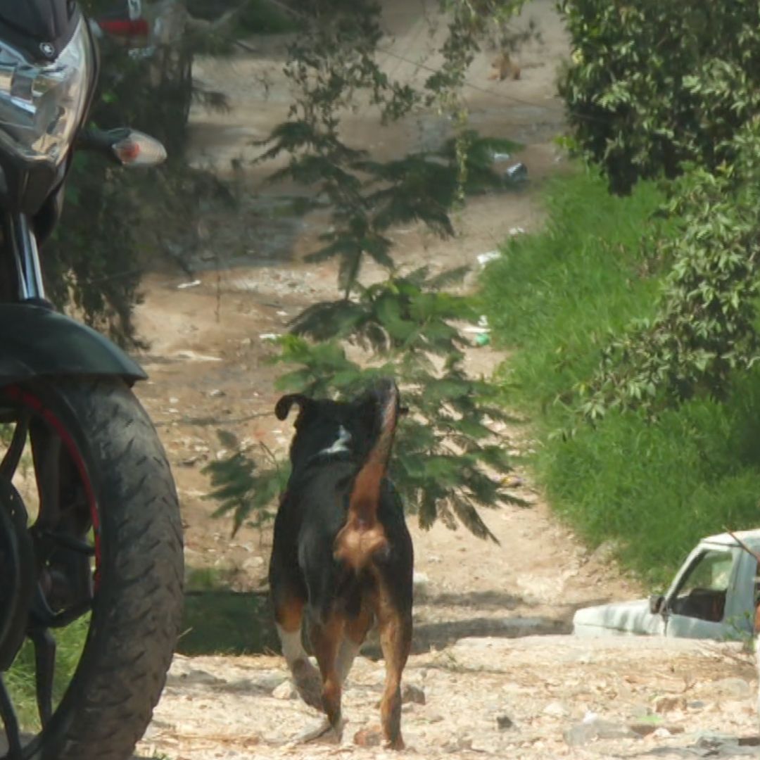 Perros en La Mesa Colorada