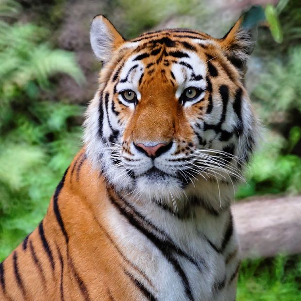 Tigre