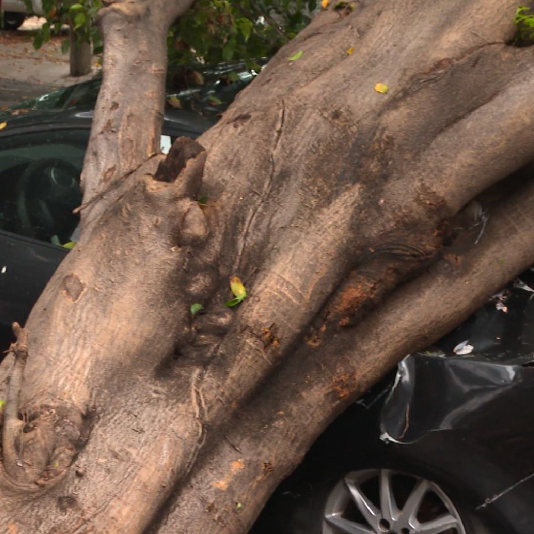 Árbol caído
