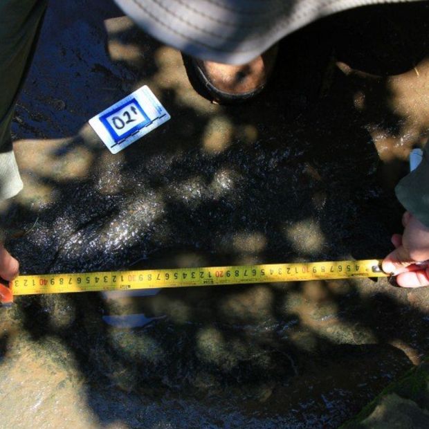 50 Huellas de Dinosaurios en México: ¿Qué Especies Vivieron en Michoacán?