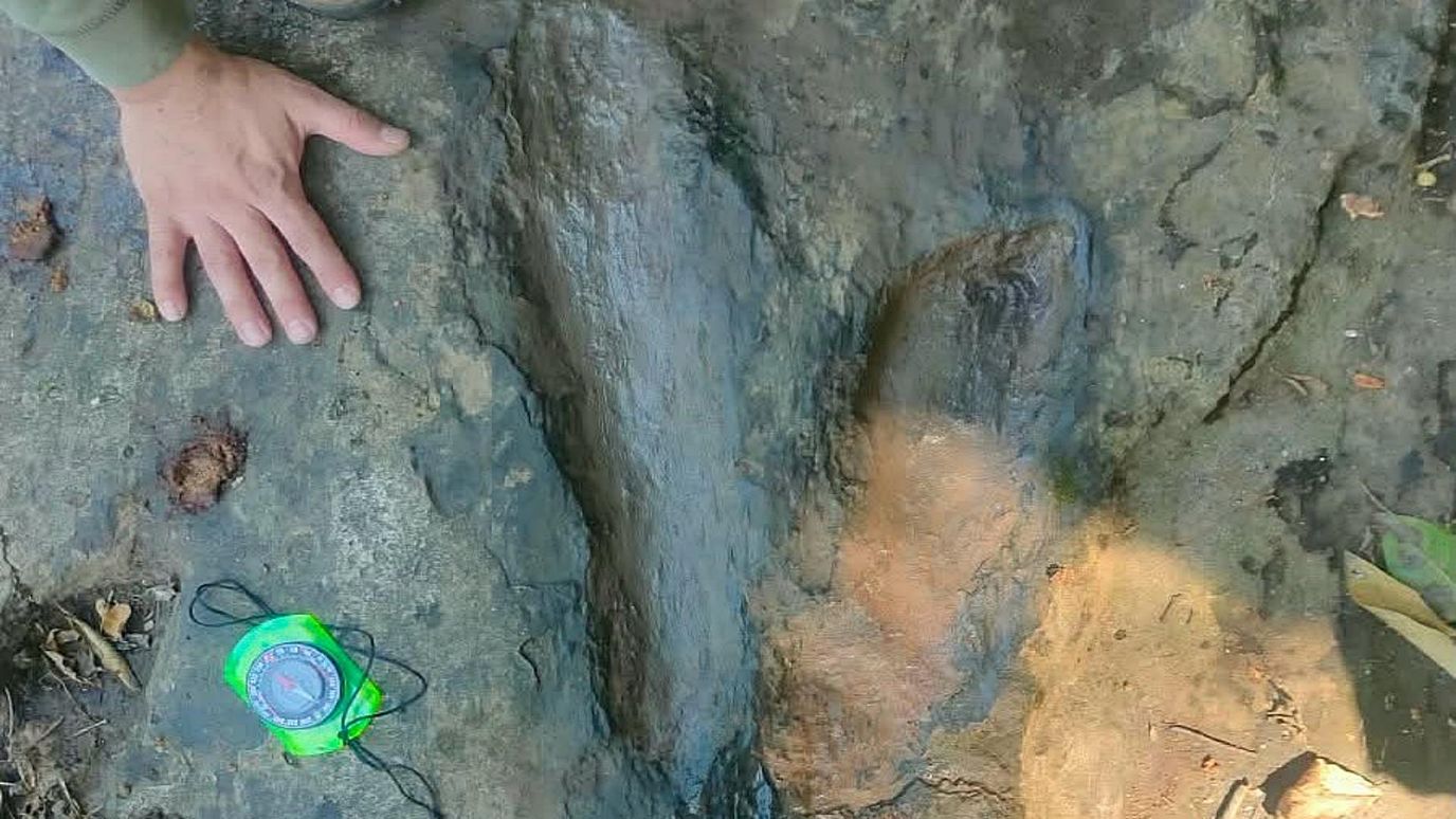 Fotos de las Huellas de Dinosaurios Halladas en Michoacán: Rastros Son de Estas Especies