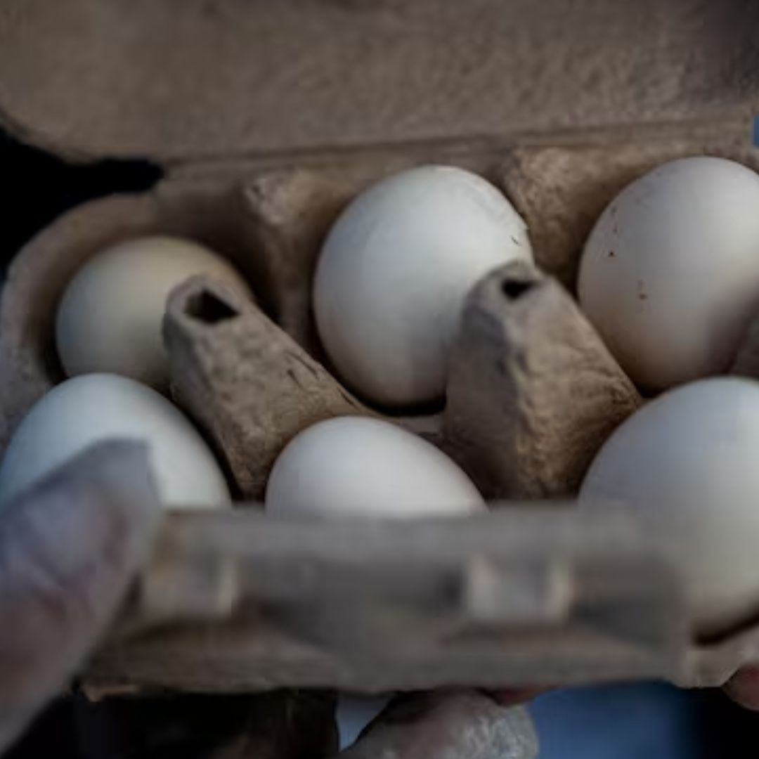 ¿Hay Alerta Sanitaria en México por Huevo con Salmonella?