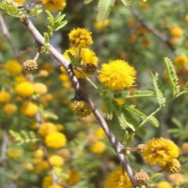 Flor de Huizache, un árbol espinozo donde proliferan las abejas