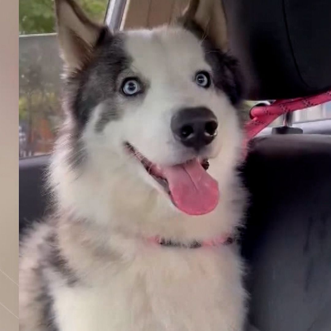 Perro Husky