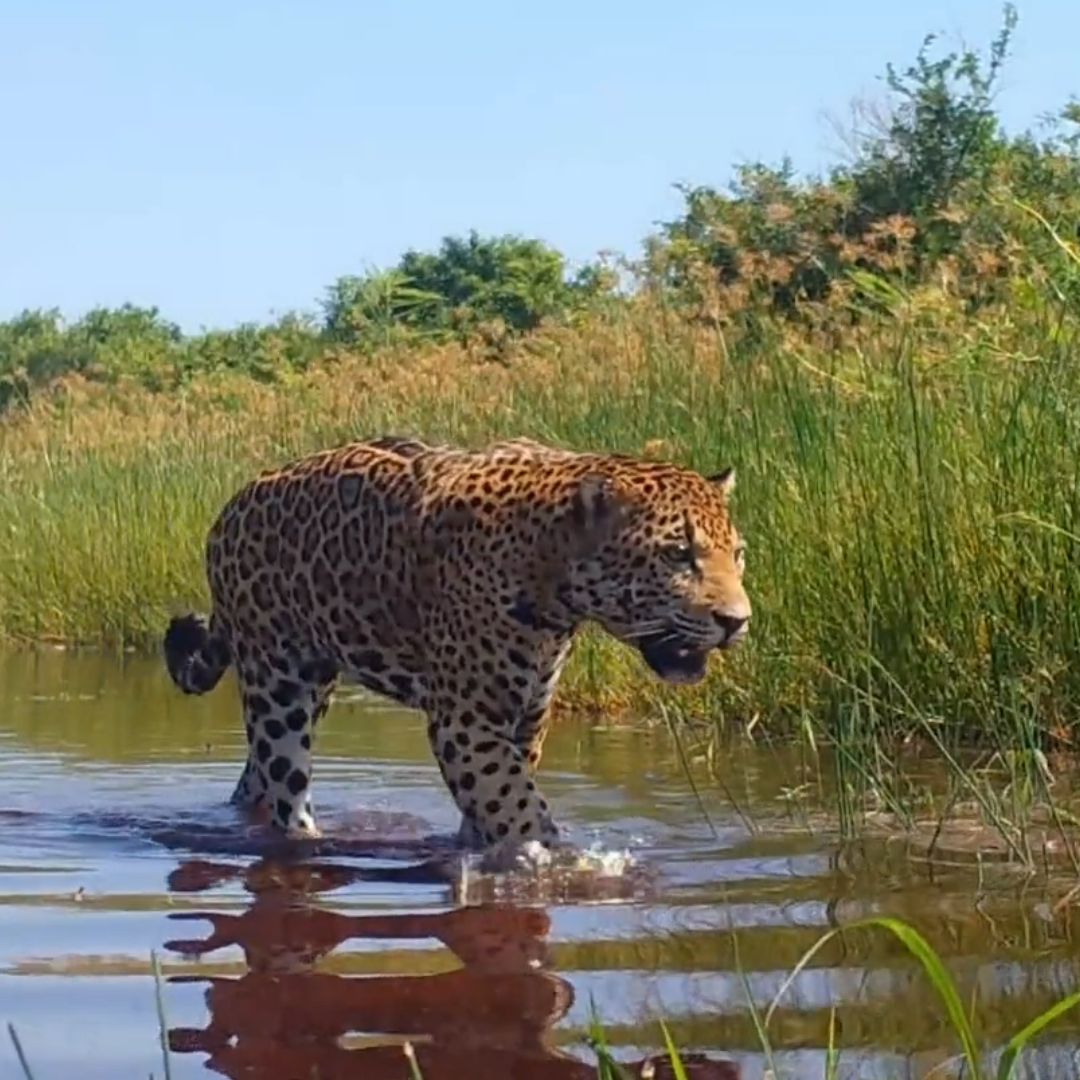 Jaguar