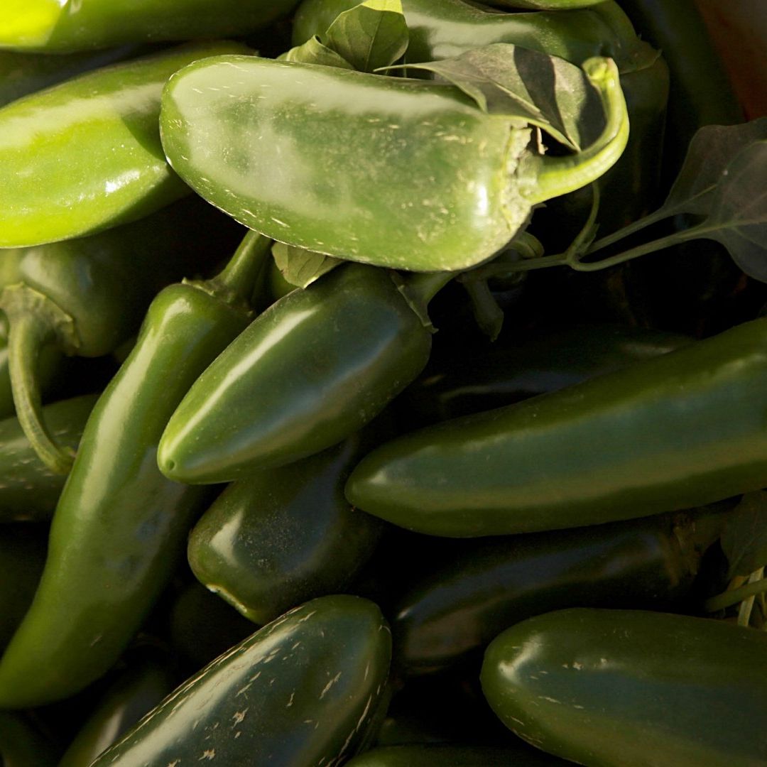Chiles jalapeños en campos de Sinaloa en enero de 2014. Foto: Cuartoscuro | Archivo