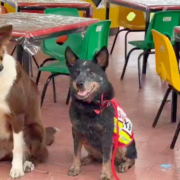 Jubilan a perrita de rescate de la Cruz Roja de Xalapa.