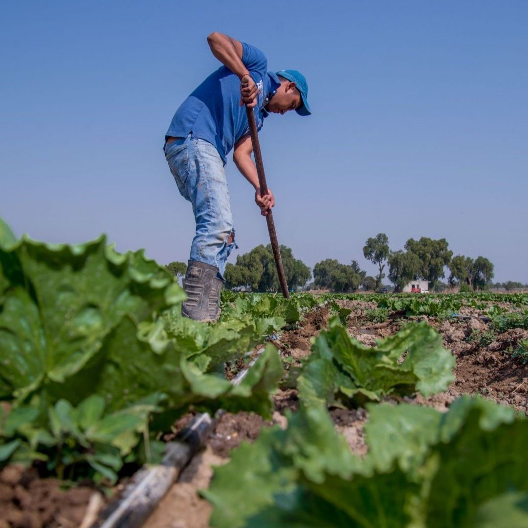Producción de lechuga en México