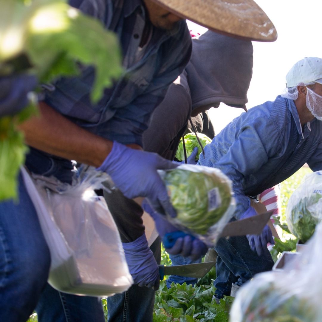 ¿Dónde Cultivan la Lechuga Iceberg en México? Sería la Causa de Brote de Diarrea Explosiva