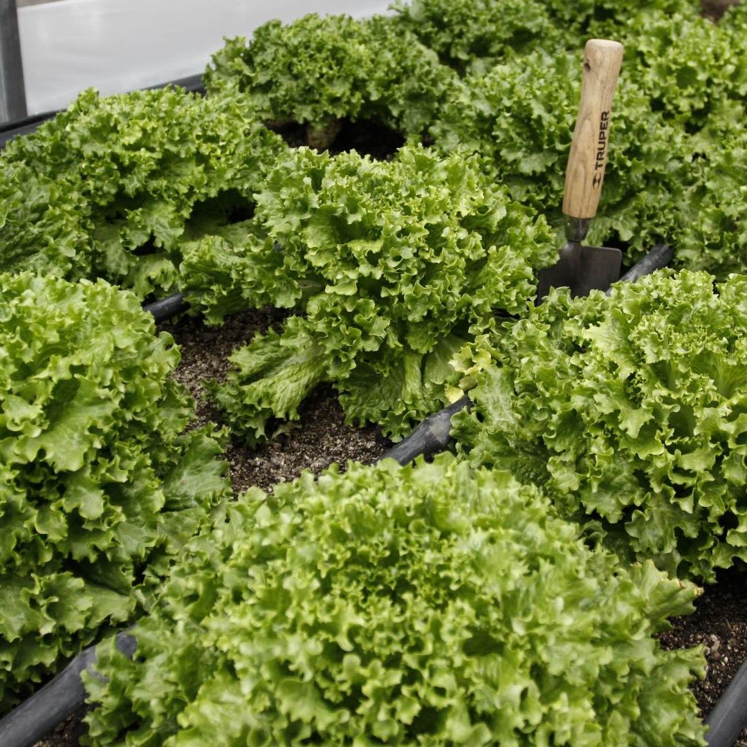 Huerto urbano con producción de lechuga en 2015. Foto: Cuartoscuro