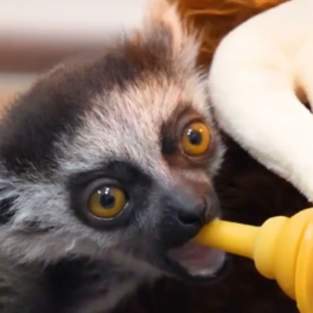 pequeño lémur