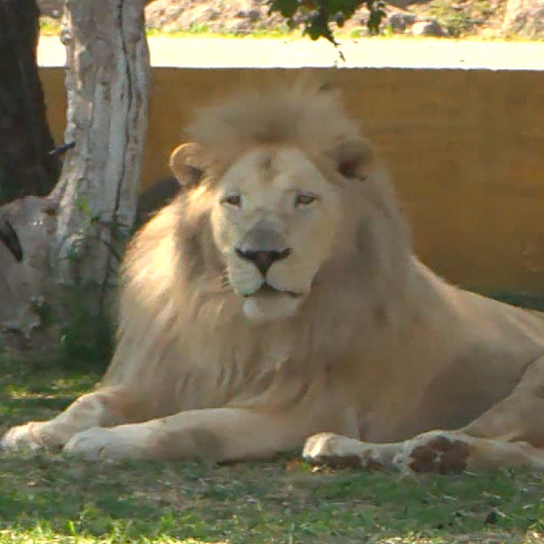 León