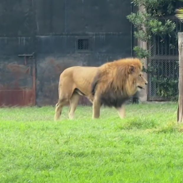 León en Zoológico de Aragón.