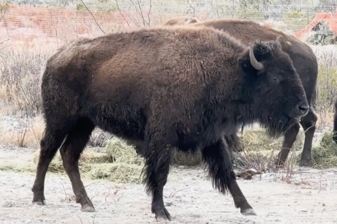 Liberan 44 bisontes en reserva Cuenca Los Ojos de Agua Prieta