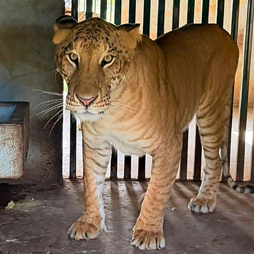 Ejemplar de ligre asegurado en rancho en Tamaulipas. Foto: Semar