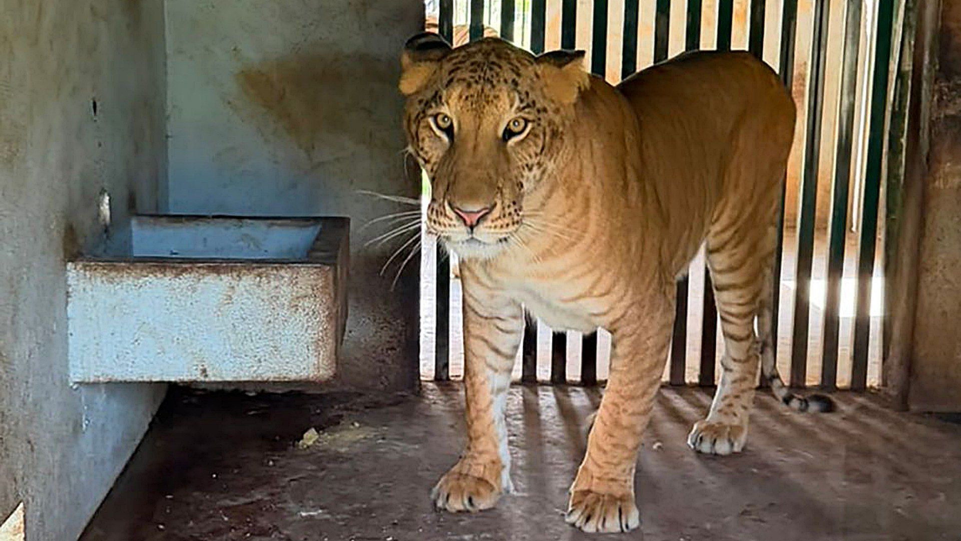 Así Es un Ligre, Animal que Fue Asegurado con Decenas de Especies en Operativo de la Marina