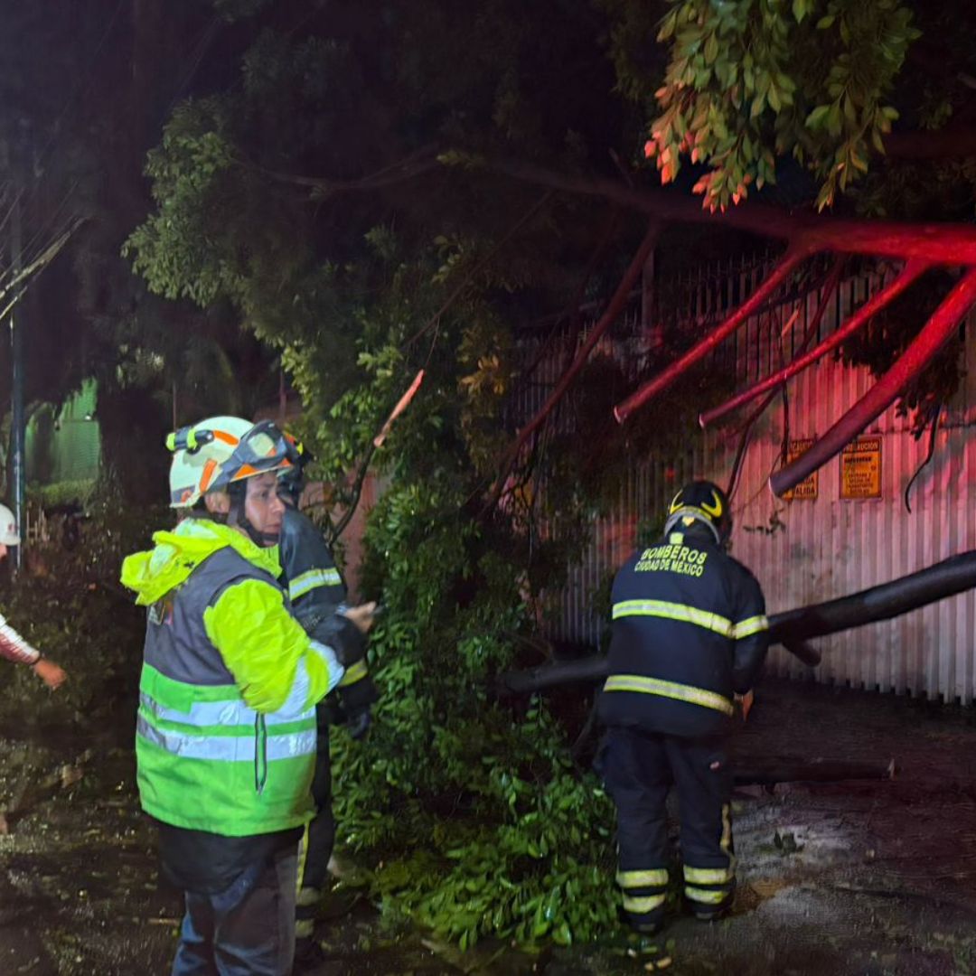 Elementos de Protección Civil de la CDMX retiran un árbol caído