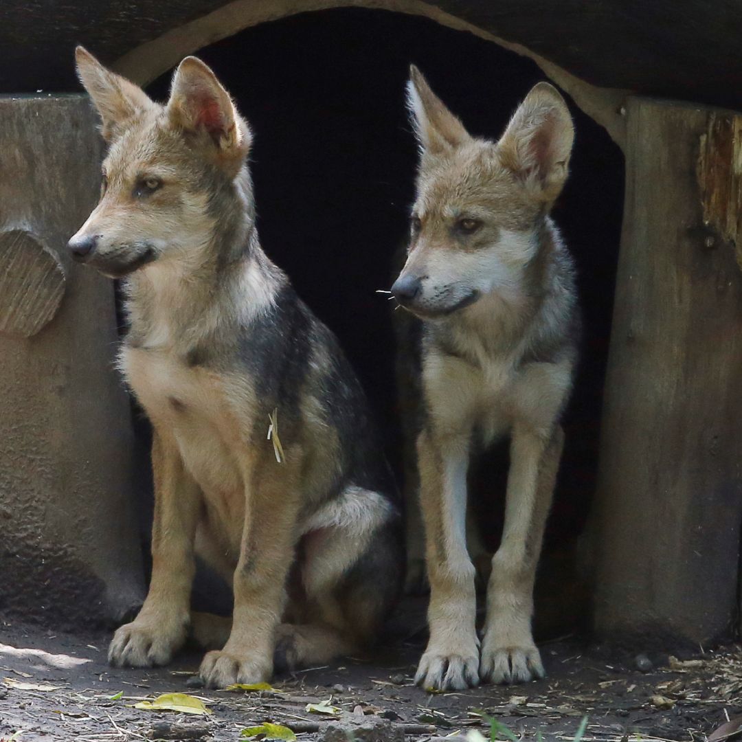 Cachorros de lobo mexicano en el Zoológico de Los Coyotes, en la CDMX