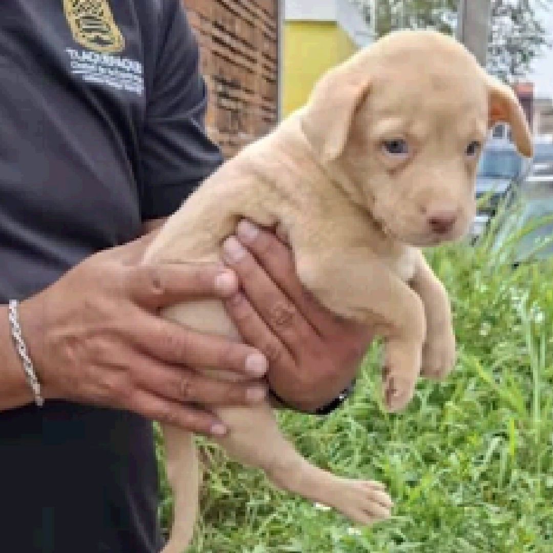 Perrito