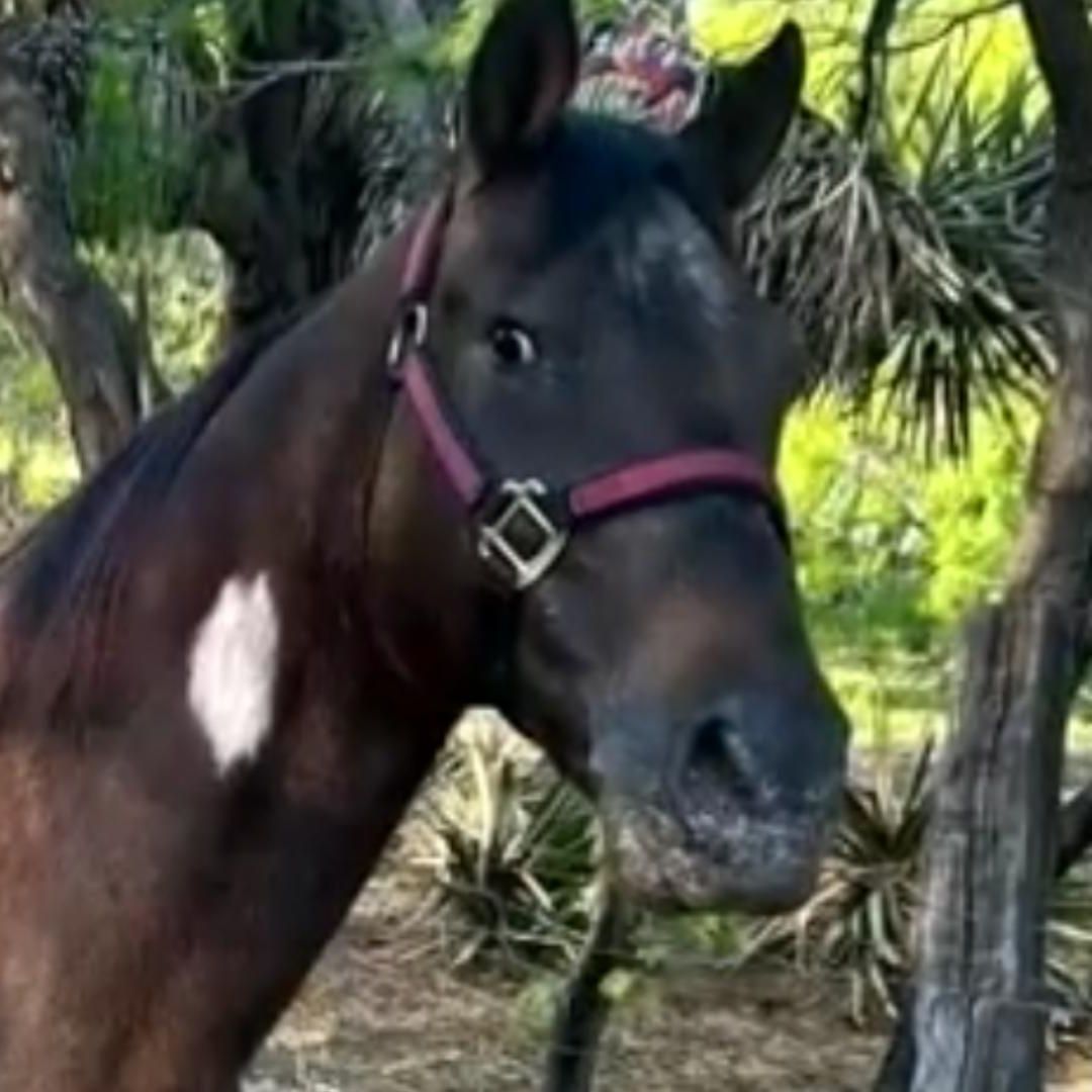 Autoridades Localizan a Caballo “Prieto" en García
