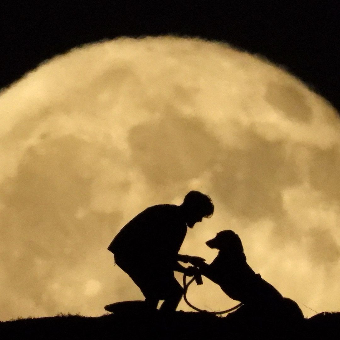 Sujeto pasea a su perro bajo la luna llena