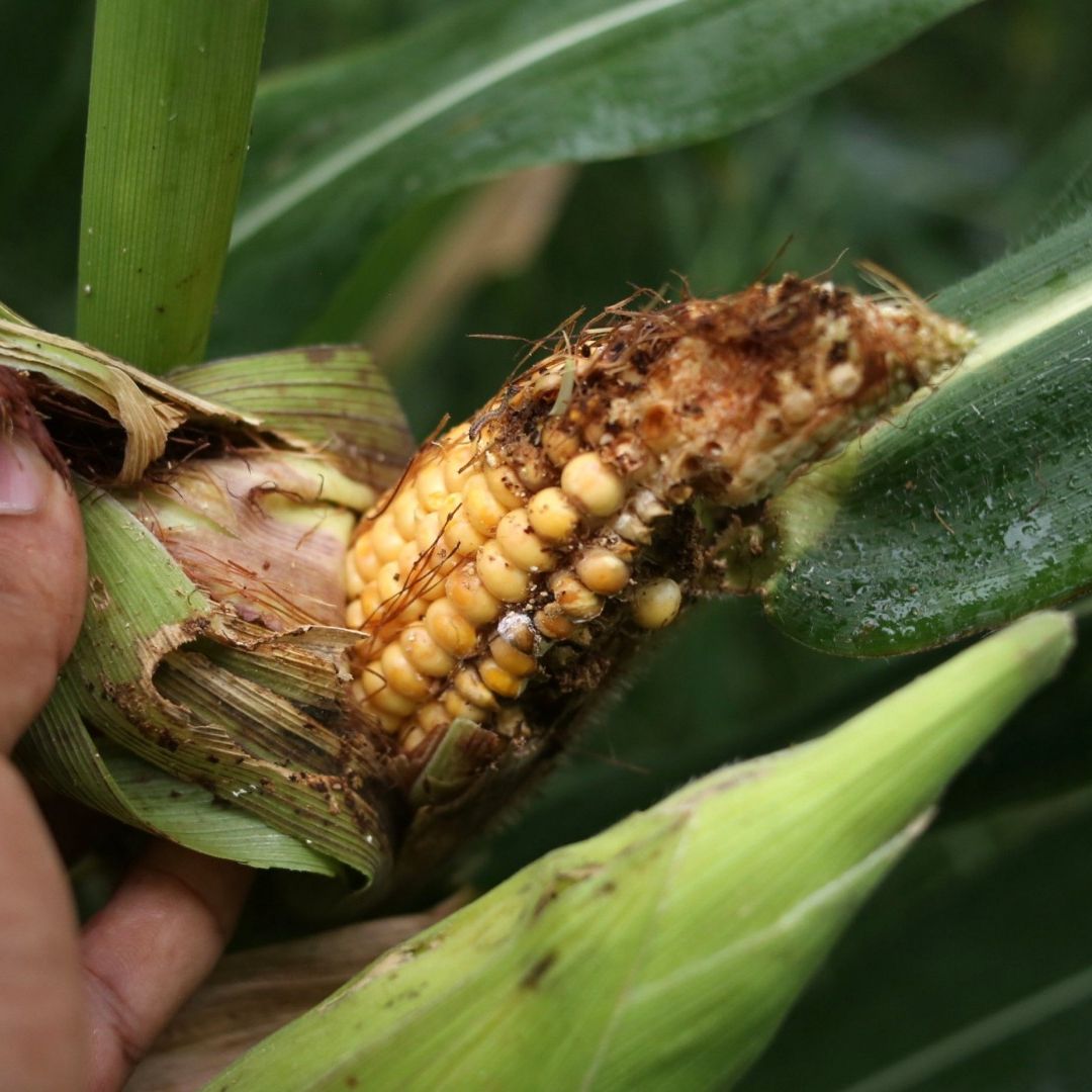 Mazorca de elote afectada por el gusano cogollero en Morelos, en septiembre 2026. Foto: Cuartoscuro