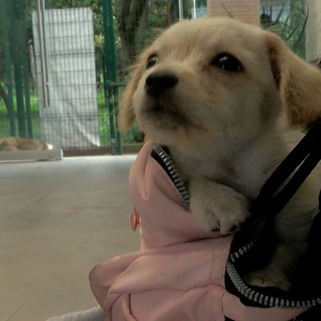 Cachorro
