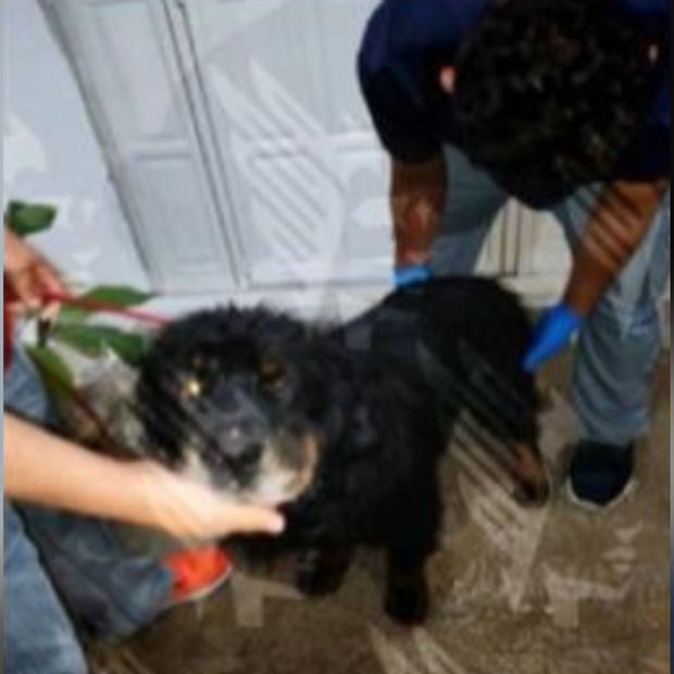 Vinculación a Proceso Esdras N Maltrato Animal Siete Perros Ignacio Romero Vargas Puebla