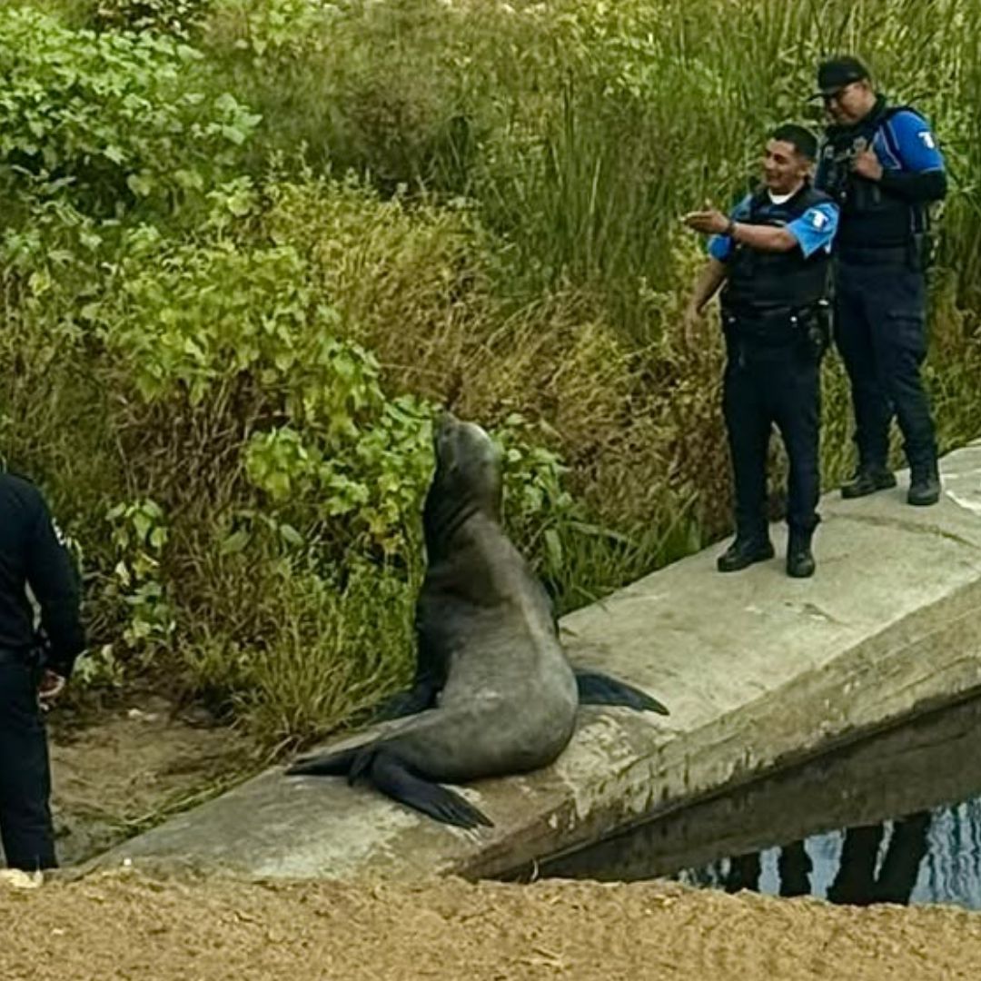 Localizan Ejemplar de Lobo Marino en el Cauce del Arroyo Ensenada, BC