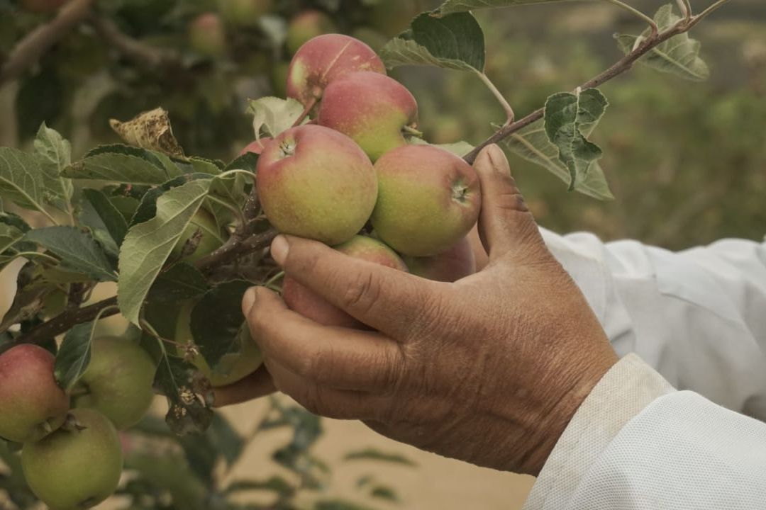Manzana panochera