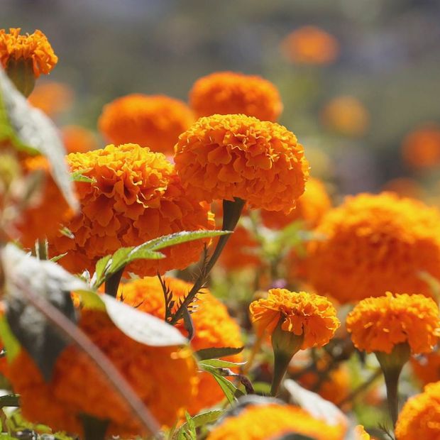 En la CDMX se producen toneladas de cempasúchil para Día de Muertos