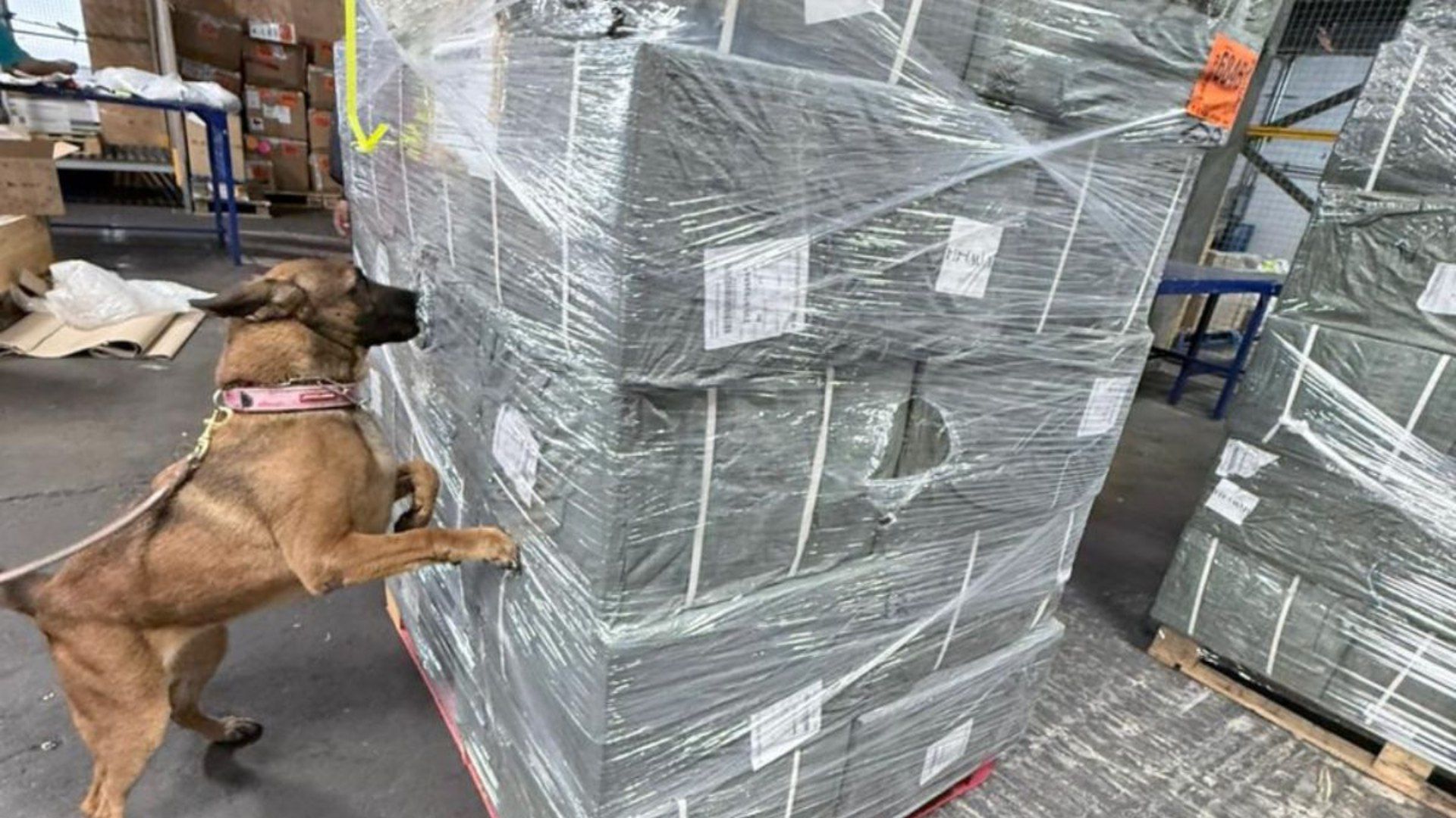 Cigarrillos apócrifos asegurados en AICM