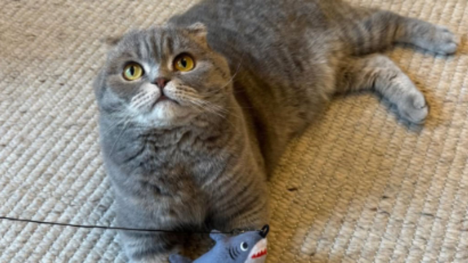 Maximus, el gato del primer ministro de Bélgica